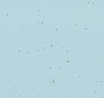 Линолеум Forbo Sphera Energetic 50239 ice фото 1 | FLOORDEALER